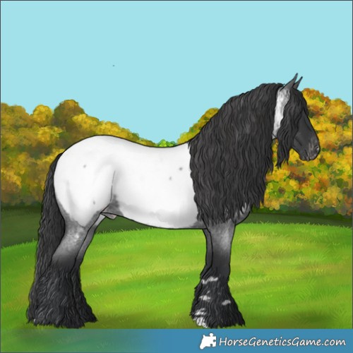 Horse Color:Blue Roan Appaloosa