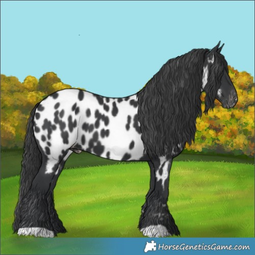 Horse Color:Black Appaloosa 