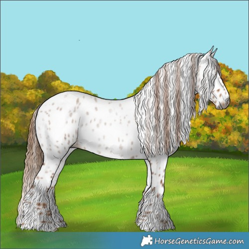 Horse Color:Gray Red Roan Appaloosa