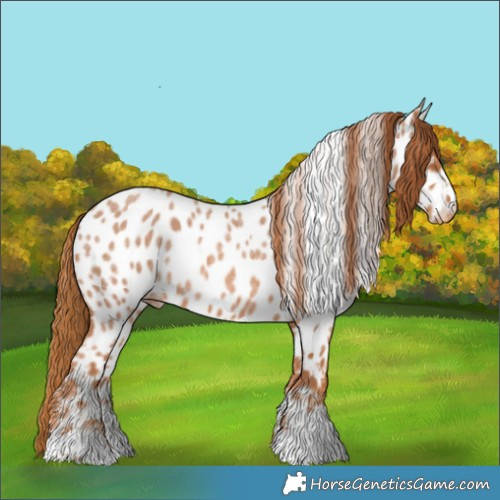 Horse Color:Red Roan Appaloosa 