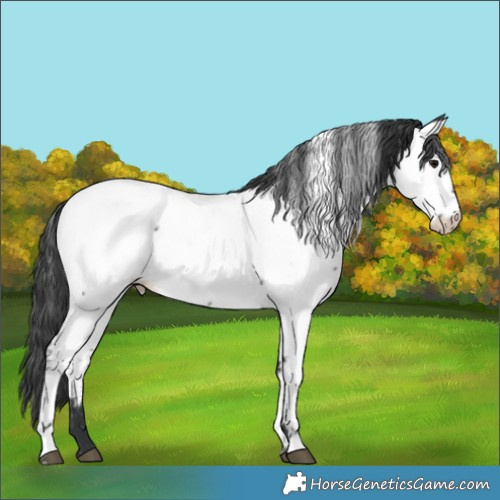 Horse Color:Blue Roan Appaloosa