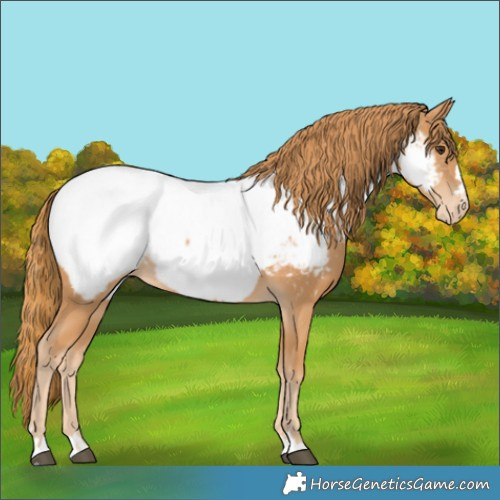 Horse Color:Chestnut Appaloosa