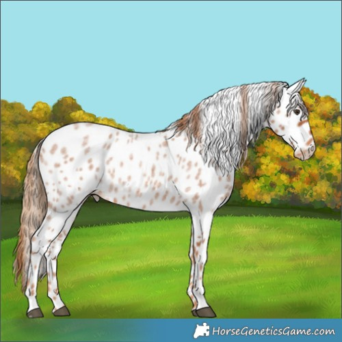 Horse Color:Red Roan Leopard