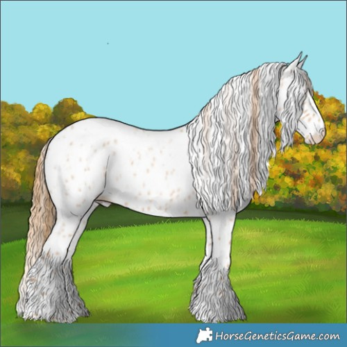 Horse Color:Red Roan Appaloosa