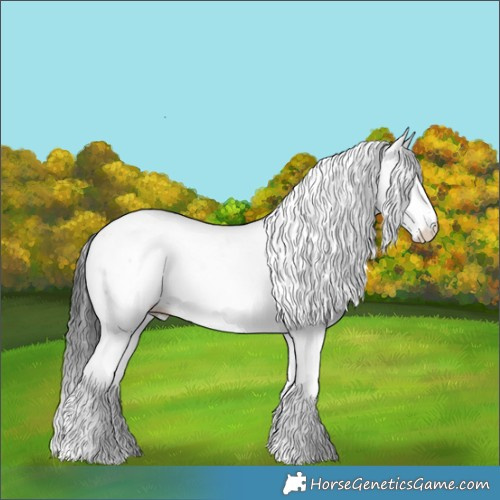 Horse Color:Blue Roan Splash Appaloosa