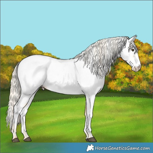 Horse Color:Palomino Roan Appaloosa