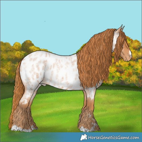 Horse Color:Red Roan Appaloosa 