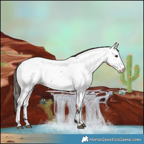 Horse Color:Bay Roan Near Fewspot
