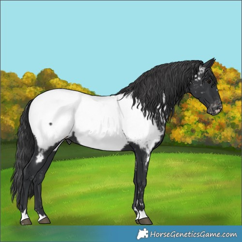 Horse Color:Black Appaloosa 