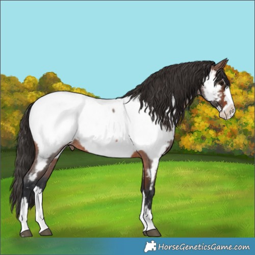 Horse Color:Brown Roan Splash Appaloosa 