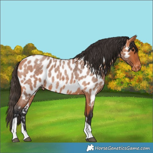 Horse Color:Bay Roan Tobiano Appaloosa 
