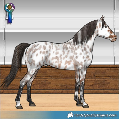 Horse Color:Bay Roan Leopard