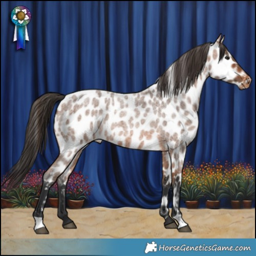Horse Color:Bay Roan Appaloosa 