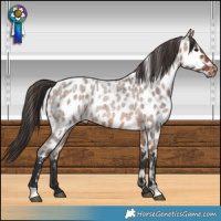 Horse Color:Bay Roan Leopard