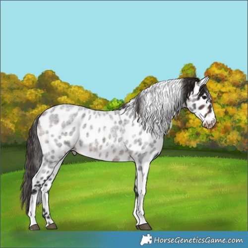 Horse Color:Brown Roan Tobiano Appaloosa
