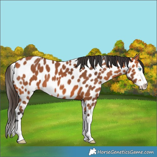 Horse Color:Bay Splash Leopard
