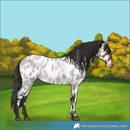 Horse Color:Brown Roan Appaloosa