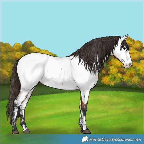 Horse Color:Bay Roan Near Fewspot