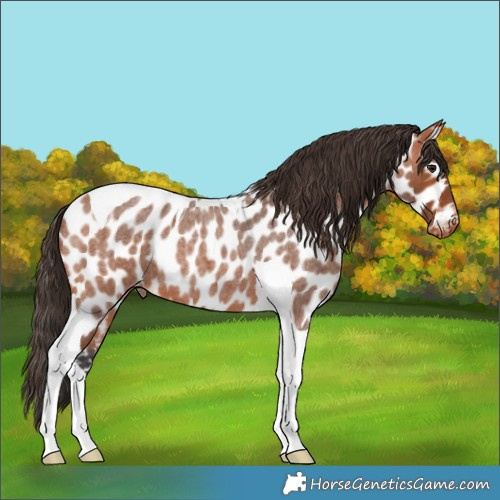 Horse Color:Bay Roan Tobiano Appaloosa