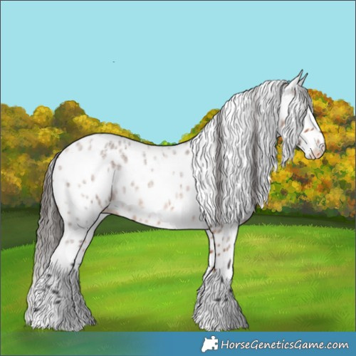Horse Color:Bay Roan Tobiano Appaloosa