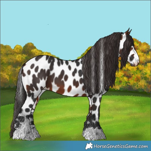 Horse Color:Bay Appaloosa