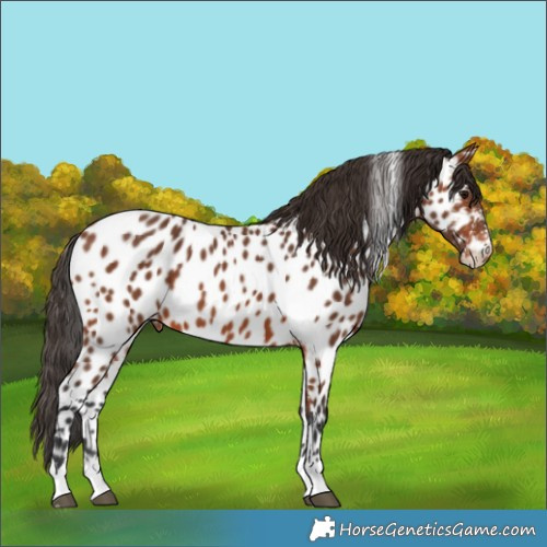 Horse Color:Bay Appaloosa