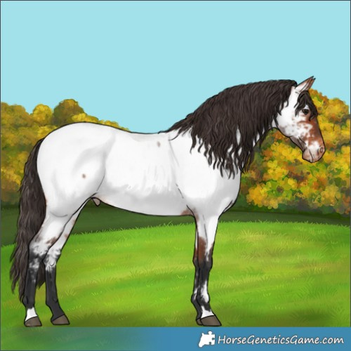 Horse Color:Bay Roan Appaloosa 