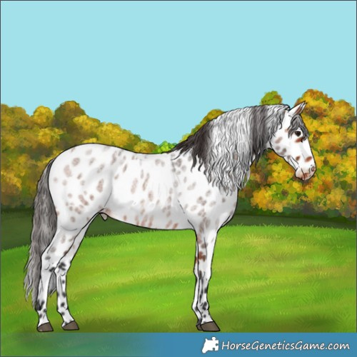 Horse Color:Bay Roan Appaloosa