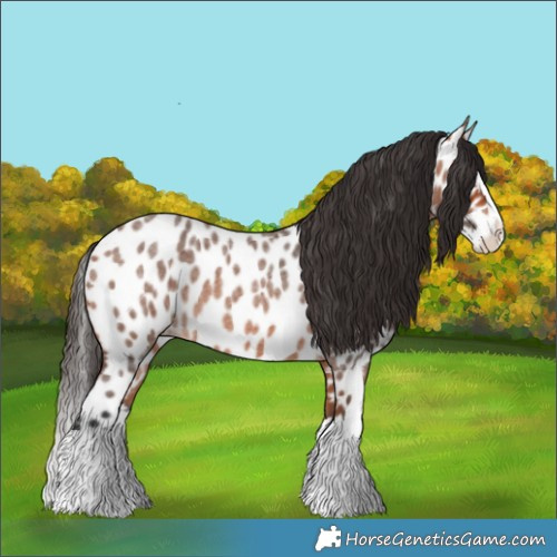 Horse Color:Bay Roan Splash Appaloosa 