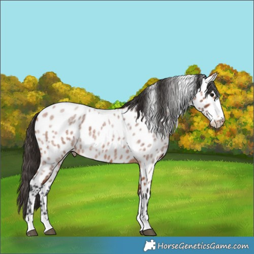 Horse Color:Bay Roan Appaloosa