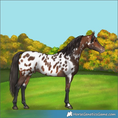 Horse Color:Bay Appaloosa