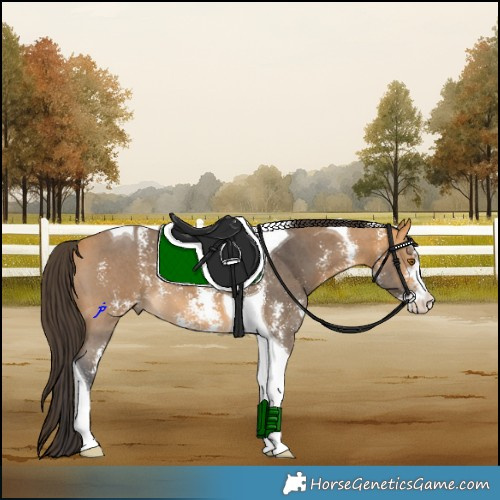 Horse Color:Buckskin Sabino Tobiano 
