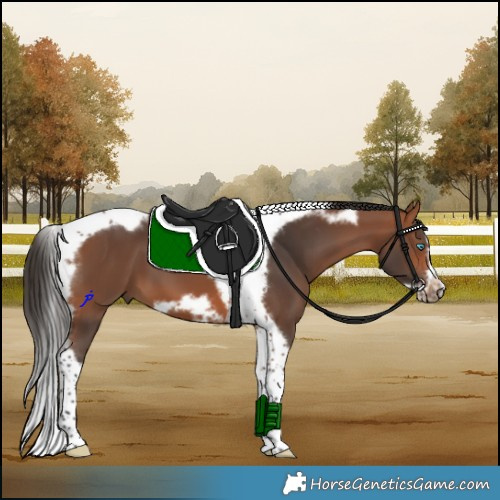 Horse Color:Bay Tobiano Frame 