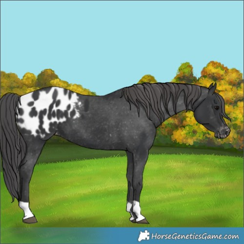 Horse Color:Black Appaloosa