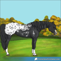Horse Color:Black Blanket 
