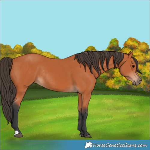 Horse Color:Bay Rabicano 