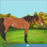 Horse Color:Bay Rabicano