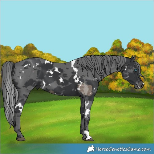 Horse Color:White Spotted Black Merle