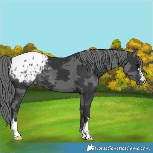 Horse Color:Unknown 