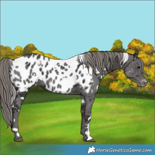 Horse Color:White Spotted Smoky Black Merle Near Leopard 