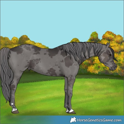 Horse Color:Smoky Black Merle 