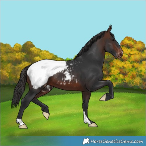 Horse Color:Brown Snowcap 