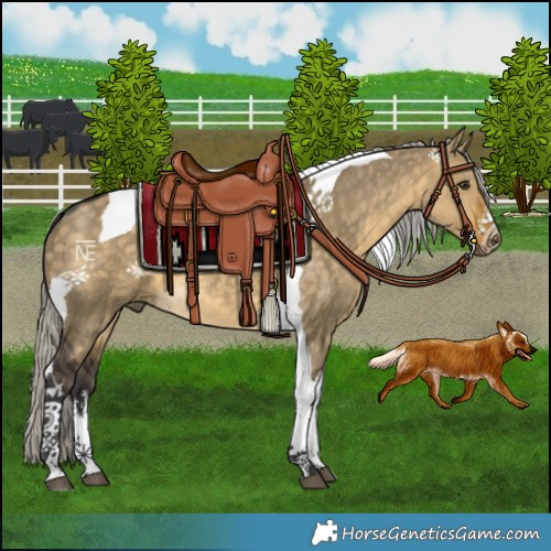 Horse Color:White Spotted Silver Buckskin Dun Tobiano 