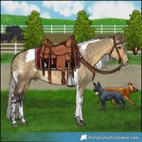 Horse Color:White Spotted Silver Buckskin Dun Tobiano 
