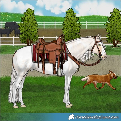 Horse Color:Silver Amber Champagne Roan Dun Splash Tobiano Frame Blanket Rabicano