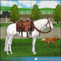 Horse Color:Silver Amber Champagne Roan Dun Splash Tobiano Frame Blanket Rabicano