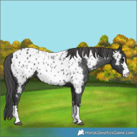 Horse Color:Black Near Leopard 