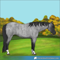 Horse Color:Blue Roan Tobiano 