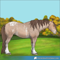 Horse Color:Unknown 
