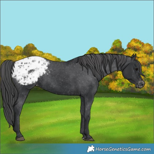 Horse Color:Black Blanket